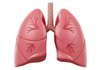 Anatomical Model of Human Lungs Showing Bronchial Tree and Lung Segments for Medical Education