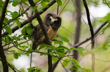 Saw whet owl young in the spring