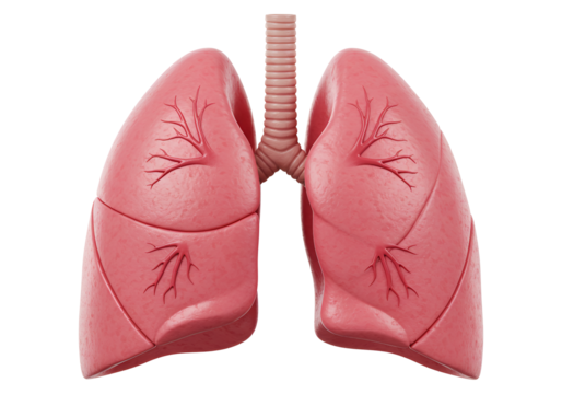 Anatomical Model of Human Lungs Showing Bronchial Tree and Lung Segments for Medical Education