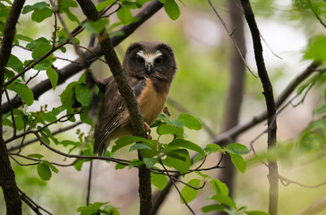 Saw whet owl young in the spring