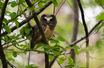 Saw whet owl young in the spring