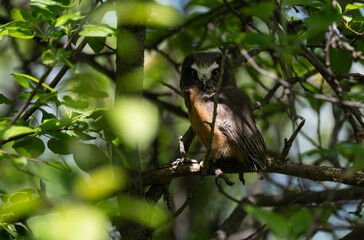 Saw whet owl young in the spring