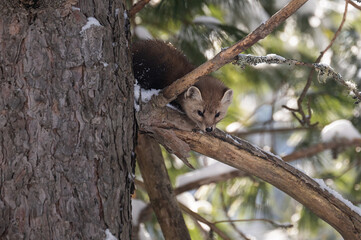 Marten in the wilderness in Canada
