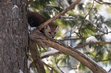 Marten in the wilderness in Canada