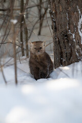 American marten in Ontario, Canada in the winter