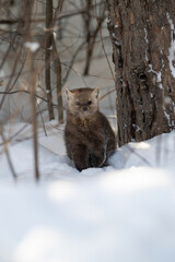 Obraz premium American marten in Ontario, Canada in the winter