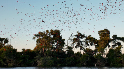 Flight Of The Guaras At Araioses In Maranhao Brazil. Wildlife Landscape. Parnaiba Delta Waterfront. Maranhao Brazil. Sea Birds Animals. Flight Of The Guaras At Araioses In Maranhao. Parnaiba Delta.