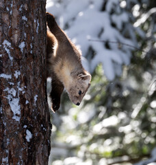 Obraz premium American marten in Ontario, Canada in the winter