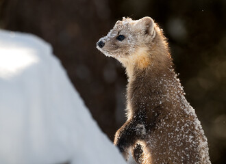 American marten in Ontario, Canada in the winter