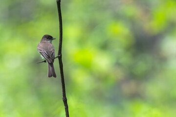 Eastern phoebe perched on a branch.