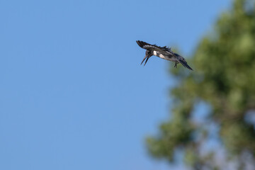 Belted kingfisher in flight looking towards the ground.