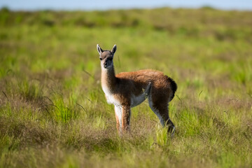 Baby Guanaco in Pampas grass landscape, La Pampa province, Patagonia, Argentina.