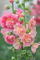 Close up of blooming pink hollyhock flowers with delicate ruffled petals and green buds in a summer garden, macro photography of vibrant floral plant, natural beauty, botanical background