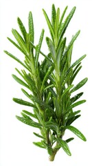 Fototapeta premium Stunning photo of rosemary, (Salvia rosmarinus, Rosmarinus officinalis) plant set frontal bush herbaceous perennial plant isolated png on a white background perfectly cutout.