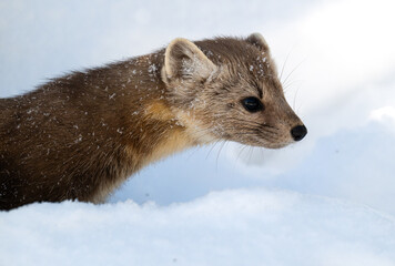 Obraz premium American marten in Ontario, Canada in the winter