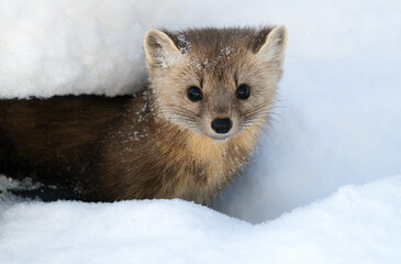 American marten in Ontario, Canada in the winter