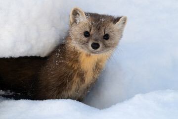 American Marten Ontario Canada The