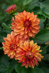 Orange decorative Dahlias close-up