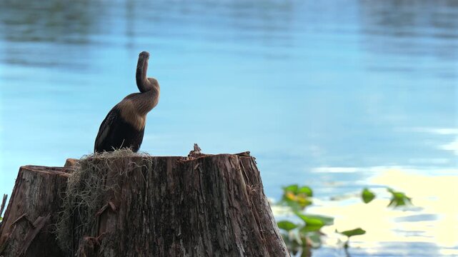 Close-up 4K video of an anhinga perched on a weathered tree stump by a calm lake, turning its head and surveying the surroundings.
