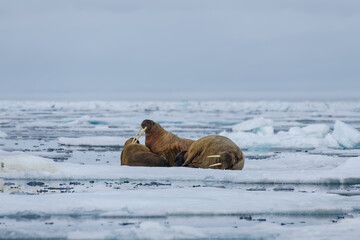 Fototapeta premium walrus on ice
