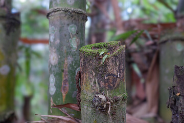 Close-up of cut bamboo trunk with moss in tropical forest
