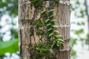 Moss and Small Plants Growing on Coconut Tree Trunk