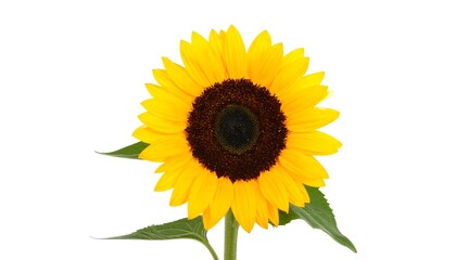 Obraz premium Sunflower on a yellow background