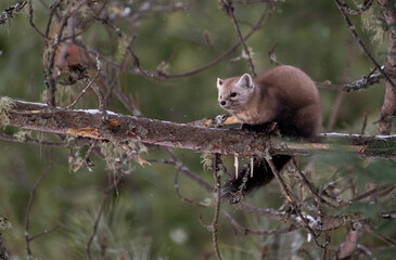 Marten in the Canadian wilderness in the winter