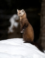 Marten in the Canadian wilderness in the winter