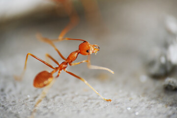 Macro shot of fire red ant on the ground