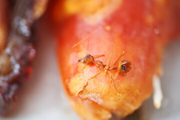 Fire red ant coma on red dates