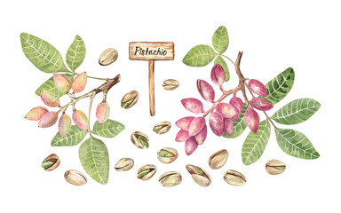 Botanical watercolor illustration of pistachio plant and nuts isolated on transparent background. Traditional style painting, for packaging, articles, and more