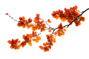 Autumn branch cutout isolated on white or transparent background