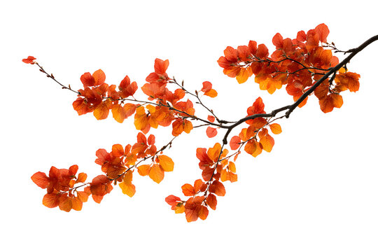 Autumn branch cutout isolated on white or transparent background
