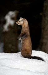 Obraz premium Marten in the winter in Canada's north