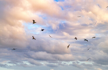 Flock of birds at sunset sky. Fauna and nature. Pelican and seagull flying together. Sea gull flying above sea. Birds migration. Flock pelican bird and sea gull. Pelican and seagull flying in sky
