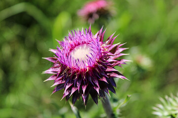Musk Thistle in Bloom &ndash; Macro - View 2