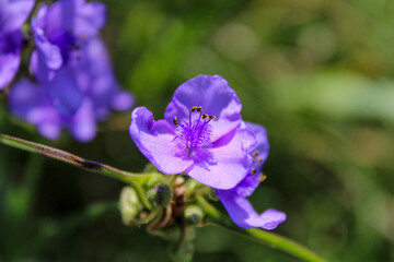 Ohio Spiderwort in Soft Light - Macro - View 3