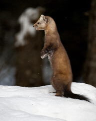 Obraz premium Marten in the winter in Canada's north