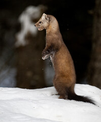 Obraz premium Marten in the winter in Canada's north
