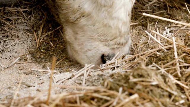 Close up of cow's nebs while eating hay in the farm cattle, feeding cows in farm ro of livestock in the barn. background 4K HD cattle, feeding cows