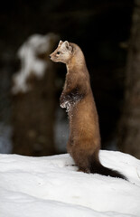 Obraz premium Marten in the winter in Canada's north