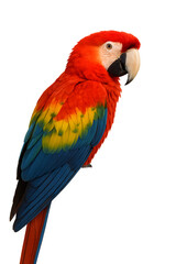 Fototapeta premium A colorful parrot is perched on a white background