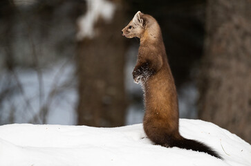 Obraz premium Marten in the winter in Canada's north