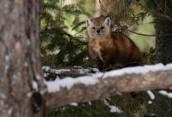 Marten in the winter in Canada's north