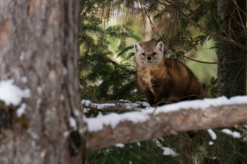 Marten in the winter in Canada's north