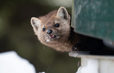 American marten in the winter