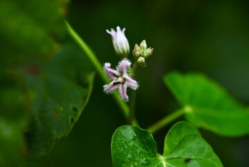Metaplexis japonica (Rough potato) flowers. Apocynaceae perennial vine. Star-shaped pale purple flowers bloom in summer. The seeds are used medicinally and the young shoots are edible.