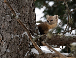 American marten in the winter