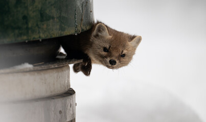 American Marten The Winter 